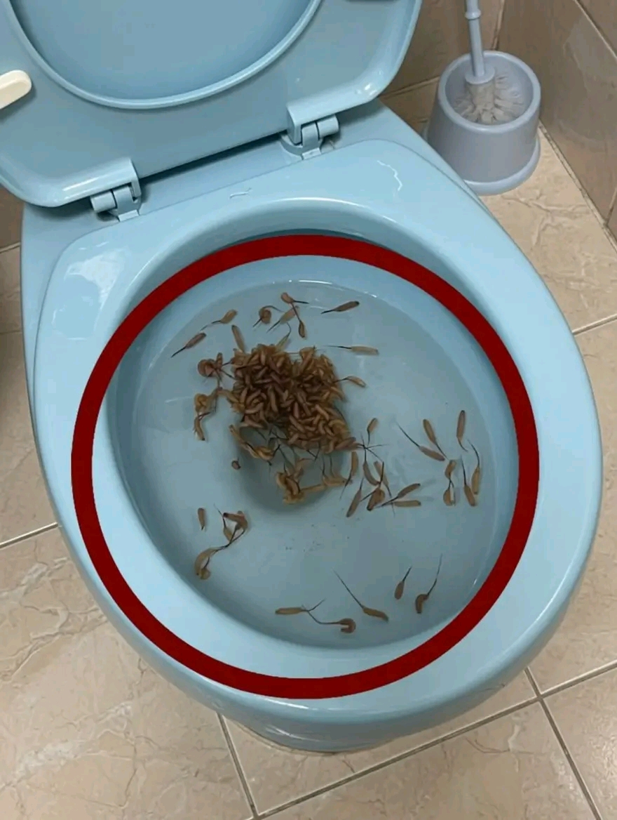 Te rzeczy pojawiają się w mojej toalecie po deszczu. Wiecie, co to jest